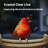 Birdfy Smart Bird Feeder Camera Solar Powered, Auto Capture Birds & Notify in Time, Bamboo Wood Bird Feeder Camera (Lite)