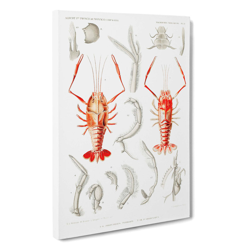 Shrimps by Albert I - Wrapped Canvas, 60cm H x 40cm W x 3cm D