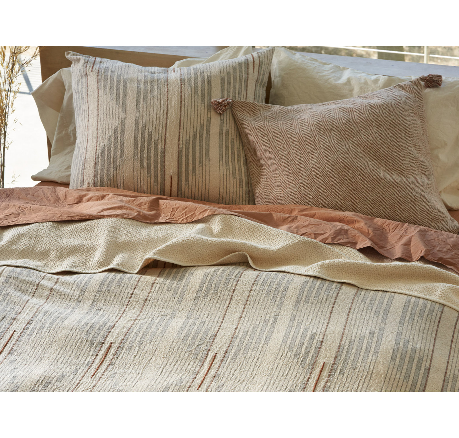 Morelia Cotton Shams, Standard, Harvest