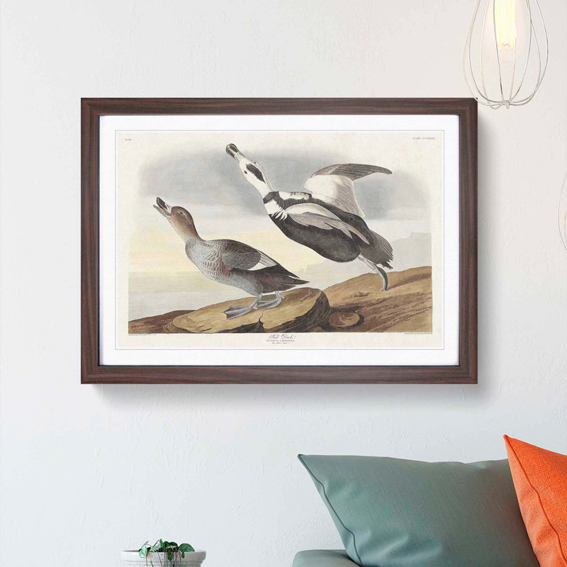 Pied Ducks by John James Audubon - Picture Frame Painting Print, 48cm H x 65cm W x 2cm D, Walnut Framed