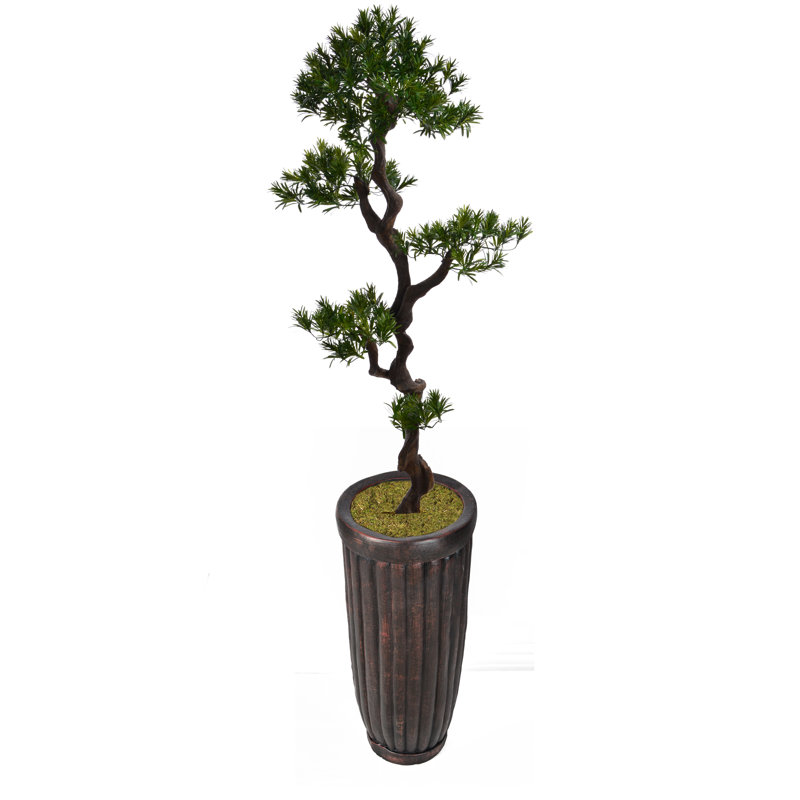 Yacca de Panama en pot