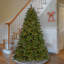 Sapin de Douglas de 7,5 pi Downswept Sapin de Douglas avec lumières cosmiques bicolores à DEL Downswept