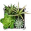 Ensemble de 2 plantes succulentes artificielles, 20 cm de hauteur, fausse verdure de table, pots en bois gris, décoration intérieure moderne