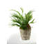 Faux Fern Plant in Cement Planter