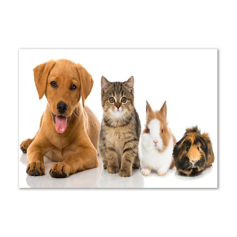 Dog And Cat - Wrapped Canvas Print