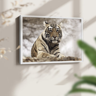 Royal Bengal Tiger -Framed Print - Restickable
