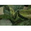 Tapis vert patiné 8 x 10