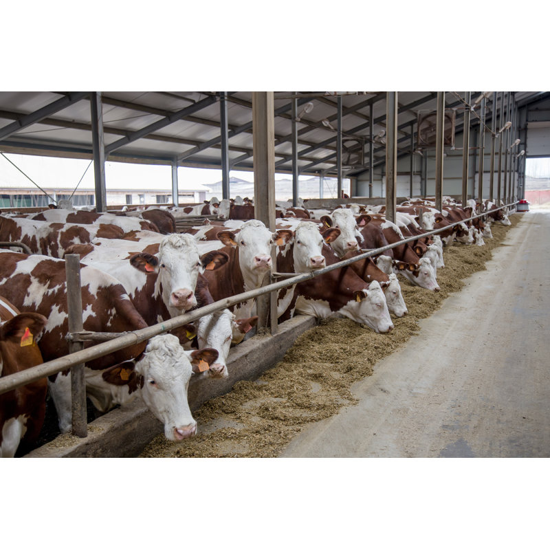 Vaches laitières - Photographie sur toile tendue, H 32 po x l 48 po