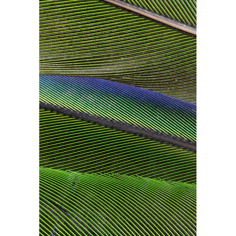 Blue And Green Parrot Feathers by Stevegeer - Wrapped Canvas Print, 46cm H x 30cm W x 3.8cm D