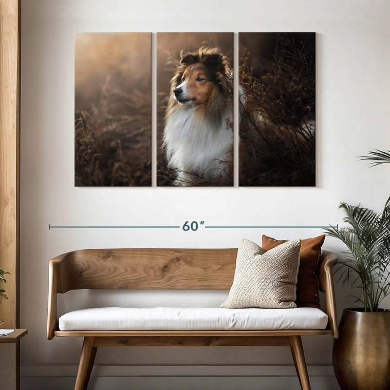 Bramelt, magnifique sheltie, H 32 po x l 50 po