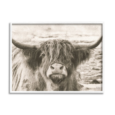 Photographie d'une vache Highland