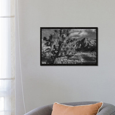 Joshua Tree And The Virgin Mountains, Arizona by Tim Fitzharris - Gallery-Wrapped Canvas Giclée on Canvas