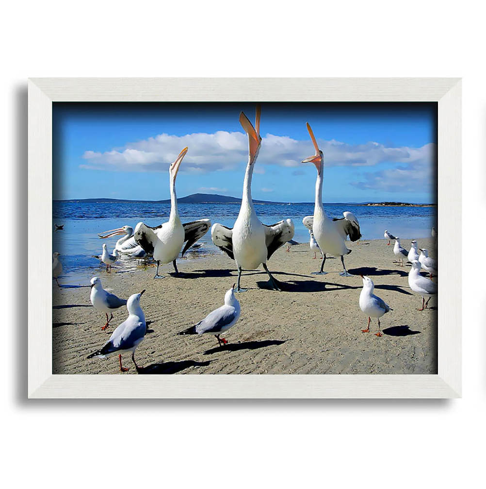 Gerahmtes Bild Singing Seagulls