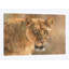 « lioness », impression sur toile-33109618-72398282-72398276