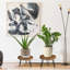 Plant Stand