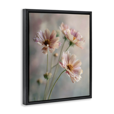 Pink Daisies Close Up Floating Frame, design by Franklyn Gregory