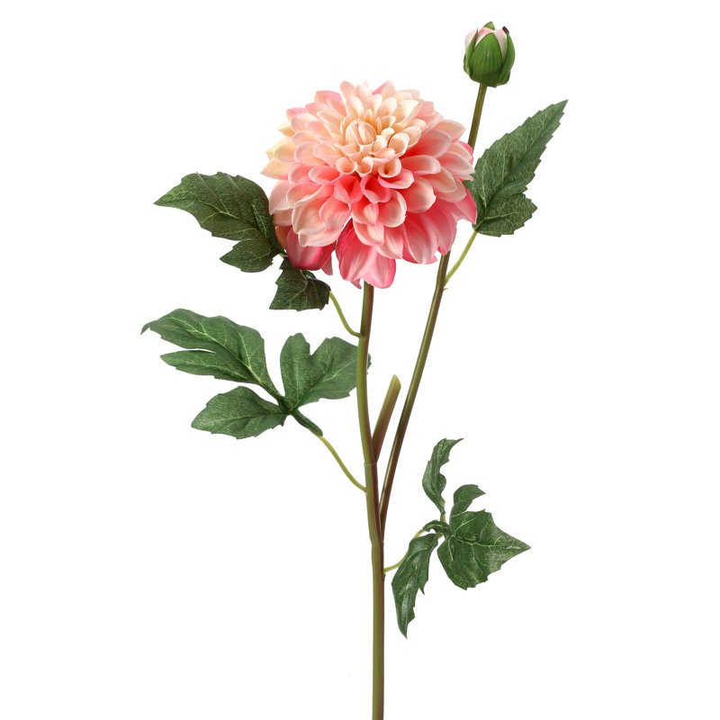 Dahlia Sprays, Crème rose