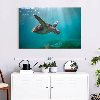 Tortue de mer Brampt Martinique