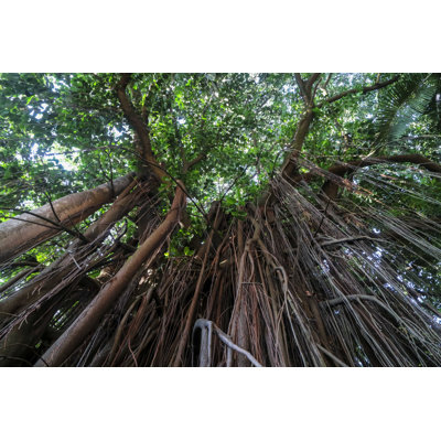 Forêt brésilienne - Photographie sur toile tendue