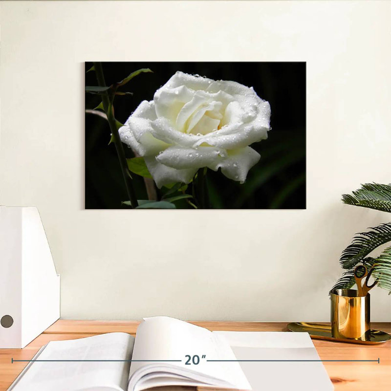 Harnek Dewdrops sur une rose blanche, H 8 po x l 12 po