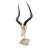 Genuine African Impala Skull on Base