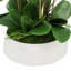 Orchid Arrangement in a Round Ceramic Vase