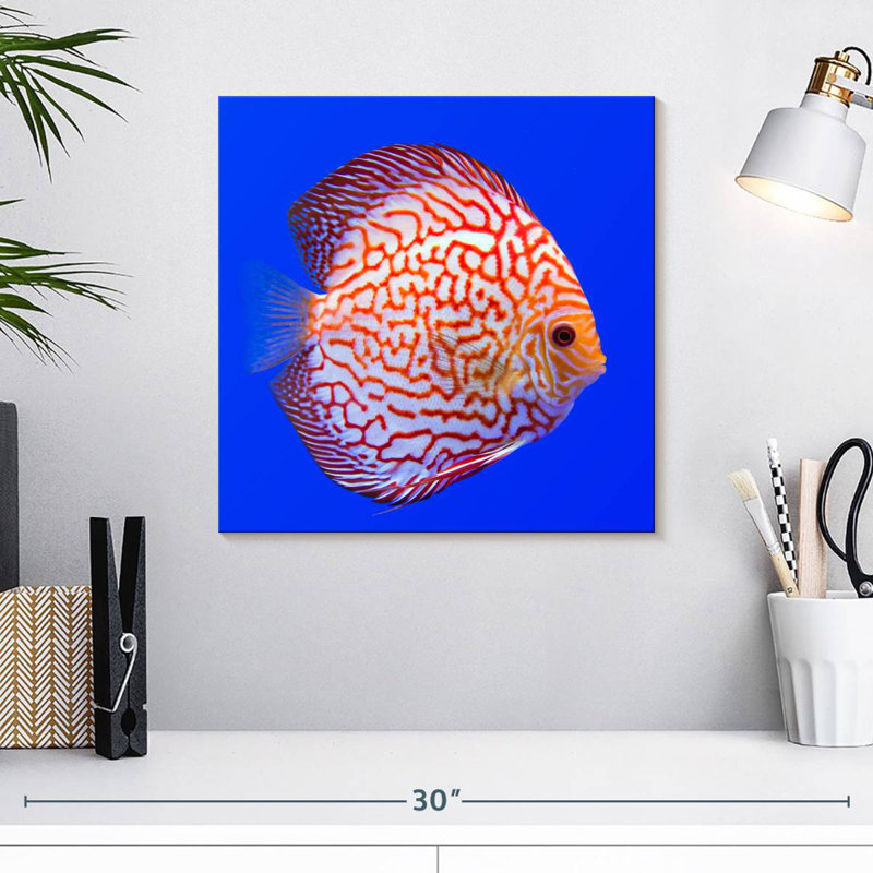 Brampt Exotic Discus Fish, 16" H x 16" W