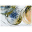 «Hibernation II», reproduction sur verre