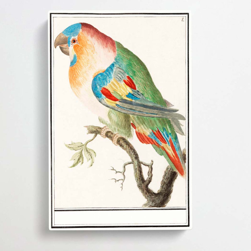 The Parrot by A.B. De Boodt - Wrapped Canvas, 76cm H x 50cm W x 3cm D