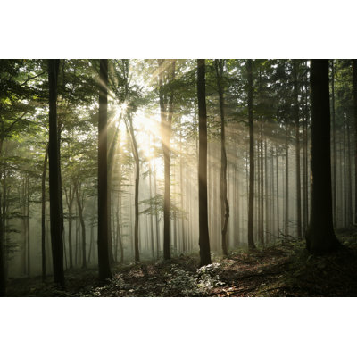 Deciduous Forest - Wrapped Canvas Print