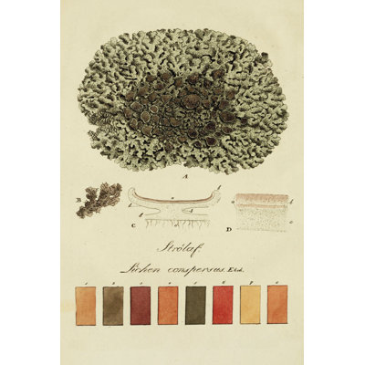 Species of Lichen VI -  Drawing