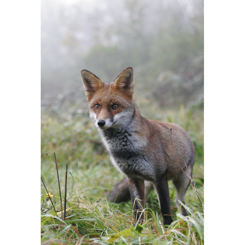 British Red Fox In Mist - Wrapped Canvas Print