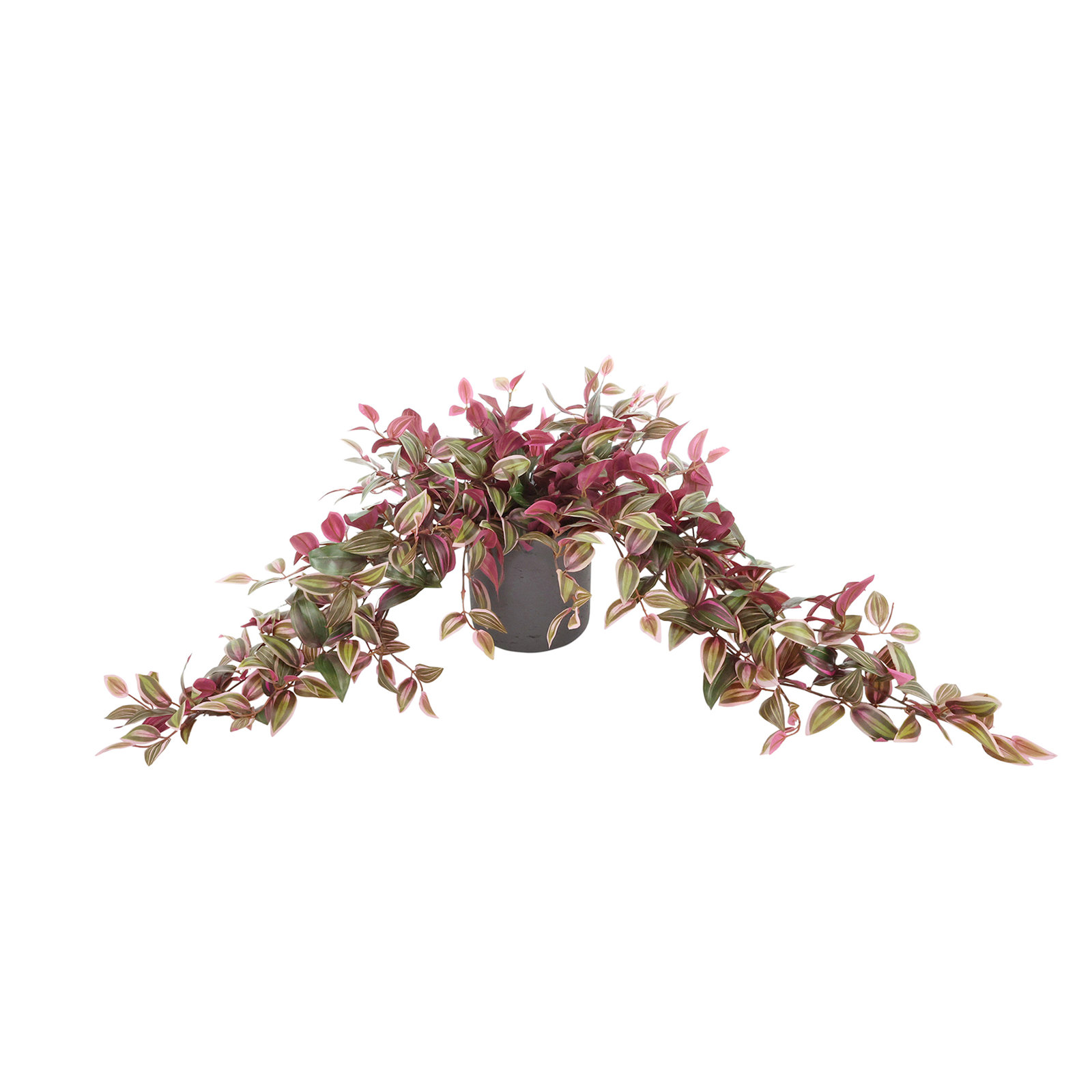 Tradescantia Ivy in Round Fiberstone Pot