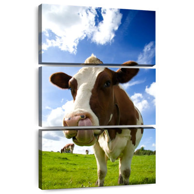 Brampt Cow Licking Nose