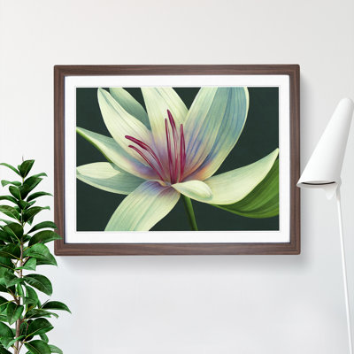 Dashing Lily Flower - Framed Print