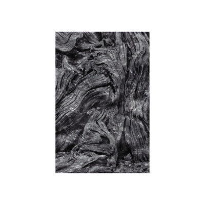 Bristlecone Study I Print by Harold Davis