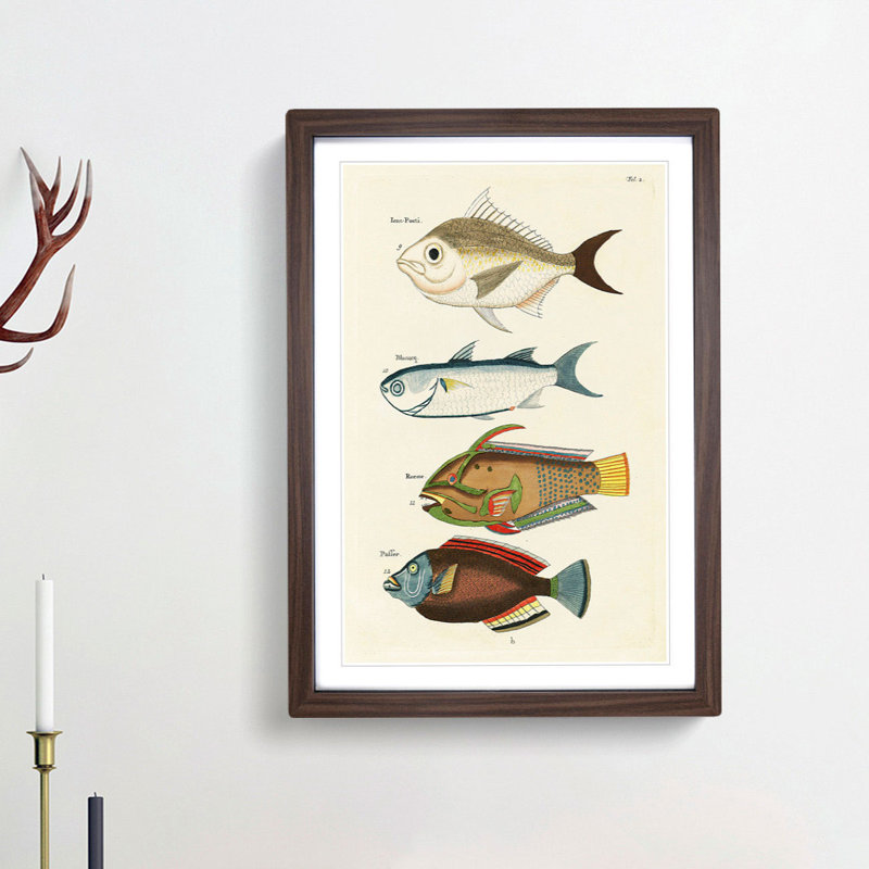 East Indies Fish Illustrations Fol. 2 by Louis Renard - Picture Frame Painting Print, Walnut Framed, 36cm H x 27cm W x 2cm D