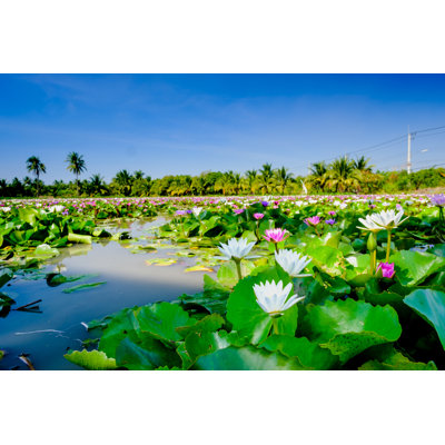 " Lotus Flower Blooming " by Iphotothailand