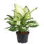 Dumb Cane in Nursery Pot
