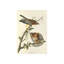 Red Shouldered Hawk Print by James Audubon-26706063-26706064