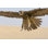 Falcon in Flight par Dmbaker - Photographie sur toile tendue
