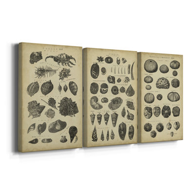 Study of Shells I  -Custom Wrapped Gallery Canvas - 3 Pieces
