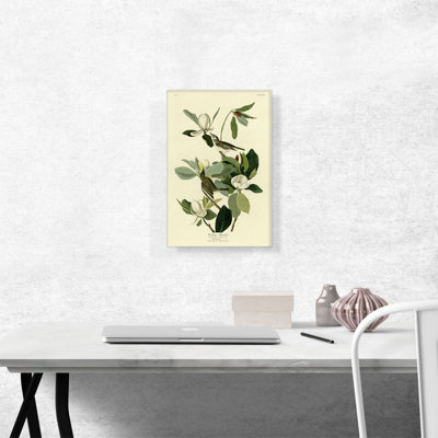 " Warbling Flycatcher " by James Audubon Painting Print