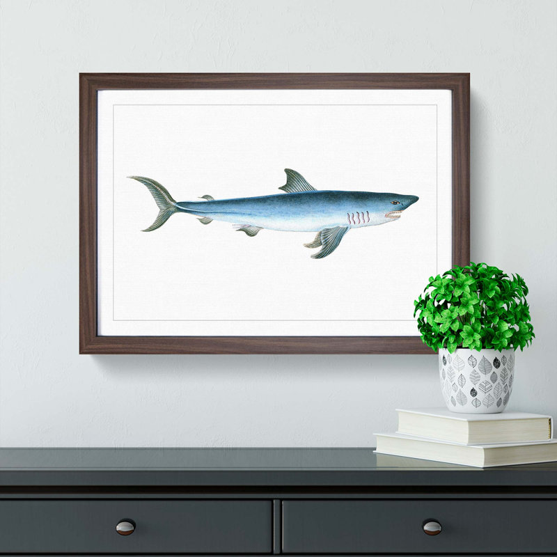 Porbeagle Shark by Edward Donovan - Picture Frame Painting Print, 27cm H x 36cm W x 2cm D, Walnut Framed