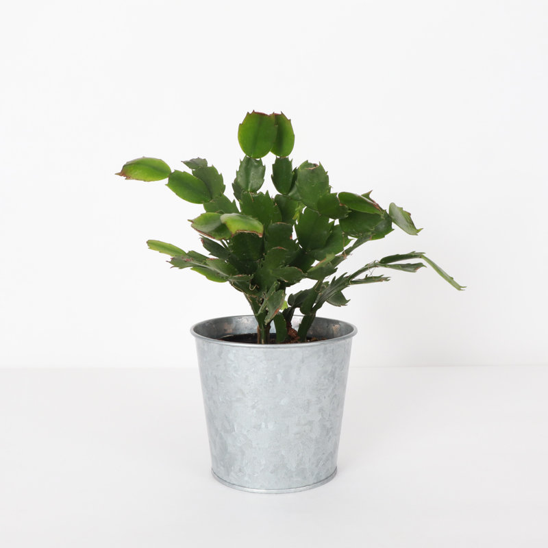 Live Holiday Cactus Plant in Silver Metal Pot