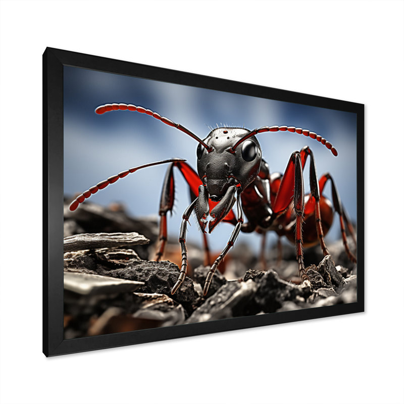Fourmi travailleuse II - reproduction sur toile, H 24 po x l 32 po x P 1 po, Cadre photo noir