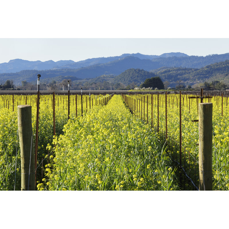 Napa Valley Vineyard In Spring by S. Greg Panosian - No Frame Print on Canvas, 81cm H x 122cm W