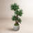 Boxwood Tree in Fiberstone Pot-137622641