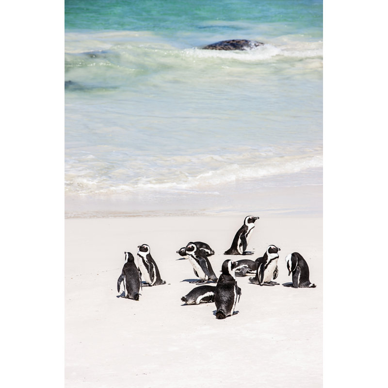 African Penguin Colony At The Beach Cape Town by Mlenny - No Frame Art Prints on Canvas, 30cm H  x 20cm W