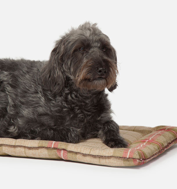 Newton Polyester Pet Bed, Small (61 cm L x 46 cm W)